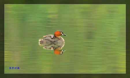小鸊鷉照片大全