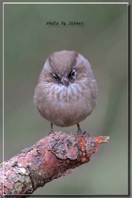 台湾合欢山三千米的驚豔