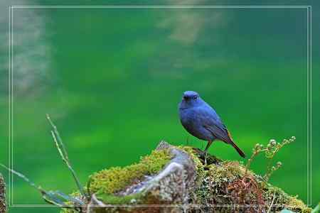 台湾拍鸟行 台湾拍鸟行