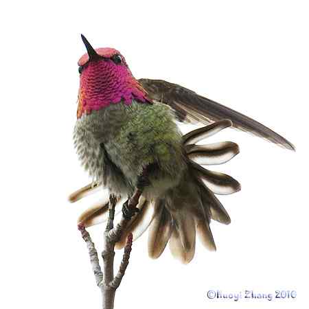 组图解说蜂鸟！