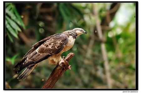 2010年台灣嘉義蜂鷹（东方蜂鹰、凤头蜂鹰、雕头鹰）紀錄