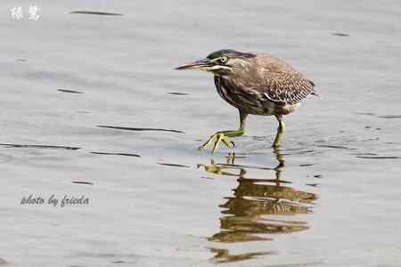 随团出游在台湾拍的鸟