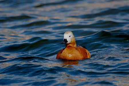 风中受伤的赤麻鸭