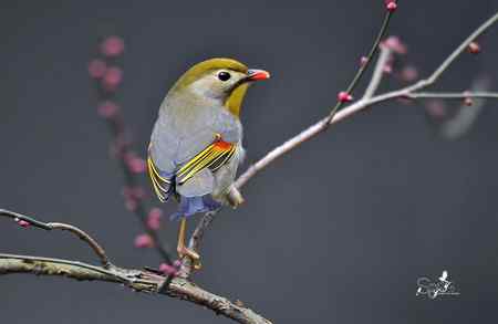 春天杭州的一组林鸟