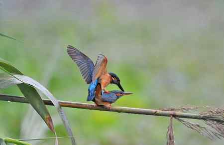 翠鸟的甜蜜爱情