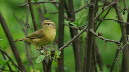 这是棕腹柳莺吗？