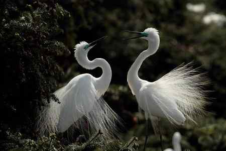 象山大白鹭    求偶