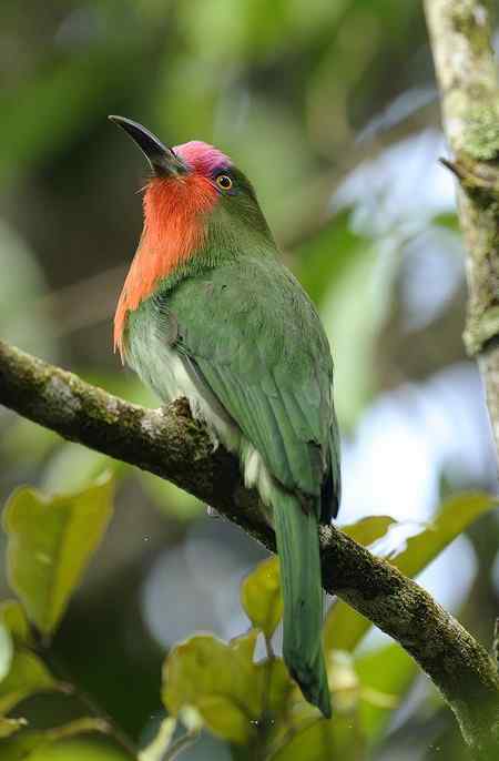 馬來西亞之旅   紅喉蜂虎