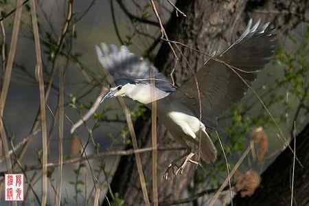 大明湖鸟岛的夜鹭