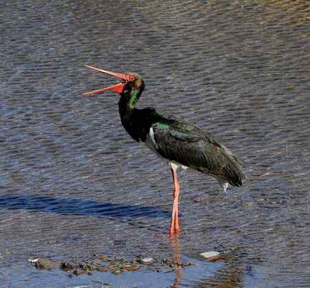 山西拍鸟之黑鹳