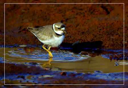 长嘴剑鸻照片哦