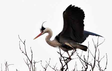 似大鹏展翅（苍鹭）