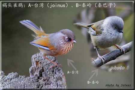 褐头雀鹛：两岸差异之比较