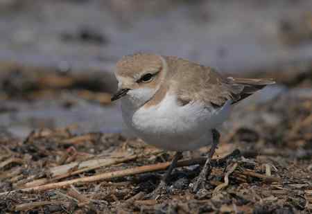 环颈鸻好奇的看着我说...