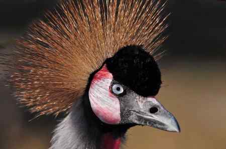 一组鸟冠特写（冠鹤）