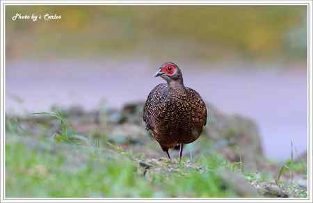台中大雪山瑰寶——蓝腹鹇、帝雉