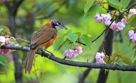 黑领噪鹛与樱花