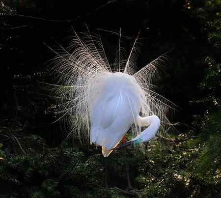10首拍象山白鹭一组