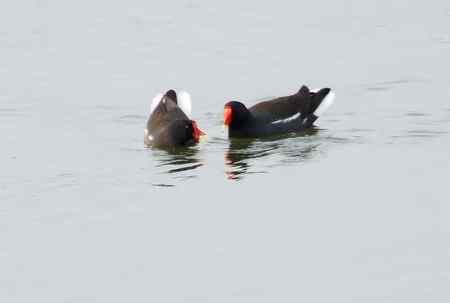 黑水鸡将爱情进行到底