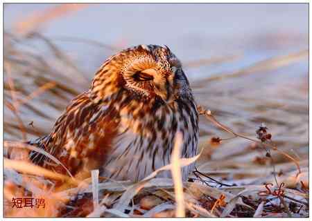 京城猛禽【组图】