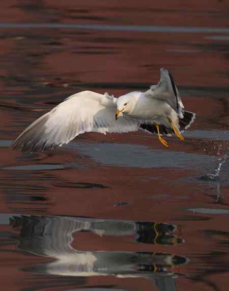 山东龙口拍摄：“五彩海鸥”
