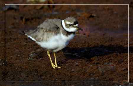 长嘴剑鸻照片哦
