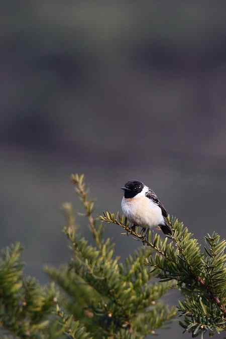 黑喉石鵖与红胁蓝尾鸲外加褐柳莺