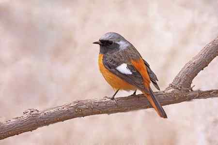 门前又来金翅 北红