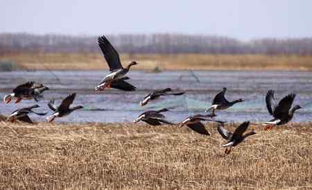 南飞的大雁今天已飞回向海，即将繁衍后代。
