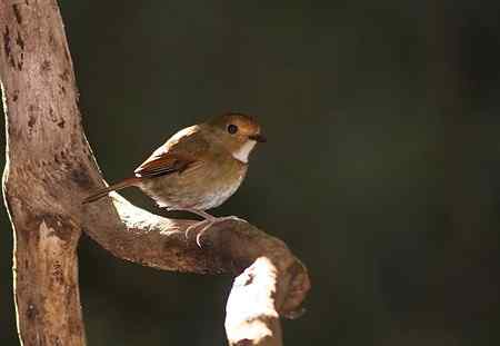 越南观鸟 特色鸟类多