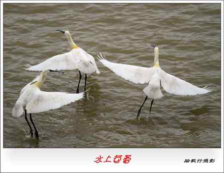 白琵鹭   水上芭蕾