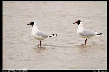 盘锦湿地的水鸟：遗鸥等