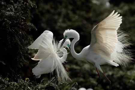 象山大白鹭    求偶