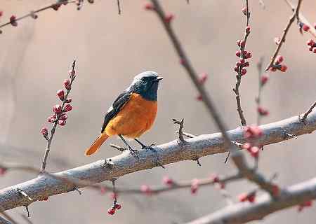 清明节的常见鸟!