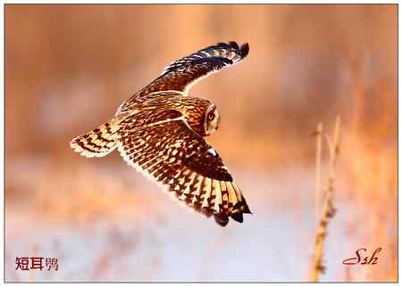 京城猛禽【组图】