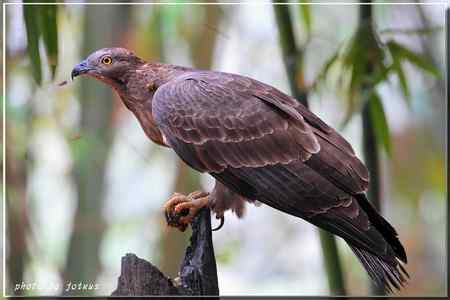 再見蜂鷹 高清晰美图