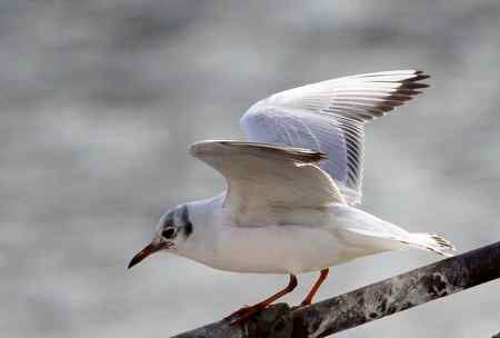 求教海鸥种类(7p)