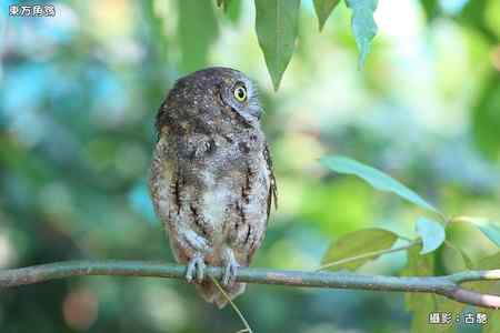 東方角鴞照片