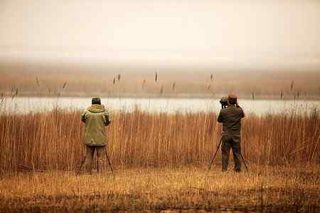 在天津大港湿地拍鸟观鸟
