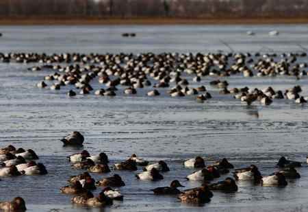 帆背潜鸭？红头潜鸭？