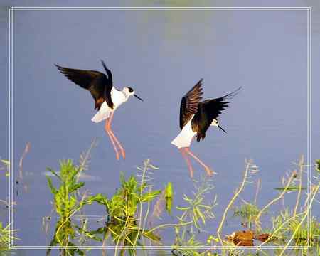黑翅长脚鹬照片一组