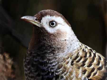 中国特有鸟类白点鹛(白点噪鹛)