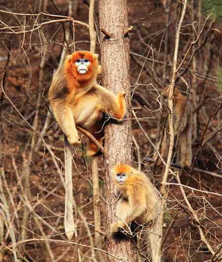 拍鸟拍到了川金丝猴 拍鸟拍到了川金丝猴