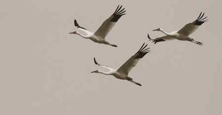 沙尘暴中的白鹤