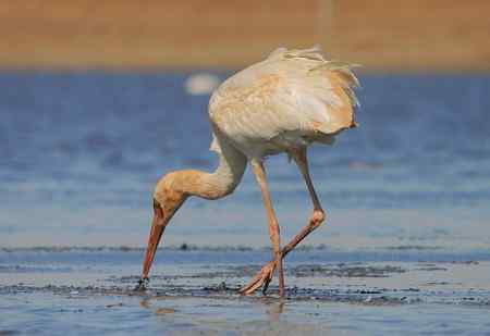 羊脂玉般的白鹤（觅食）