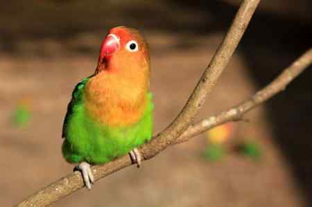 海南热带飞禽世界鹦鹉照片30片