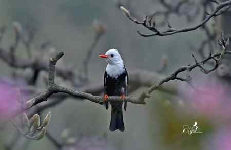春天杭州的一组林鸟