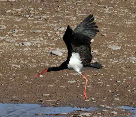 山西拍鸟之黑鹳