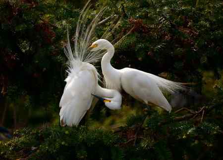 一对红眼睛 白鹭的