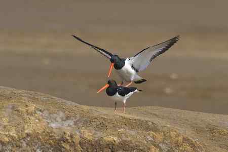 蛎鹬春天的故事